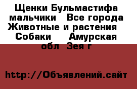 Щенки Бульмастифа мальчики - Все города Животные и растения » Собаки   . Амурская обл.,Зея г.